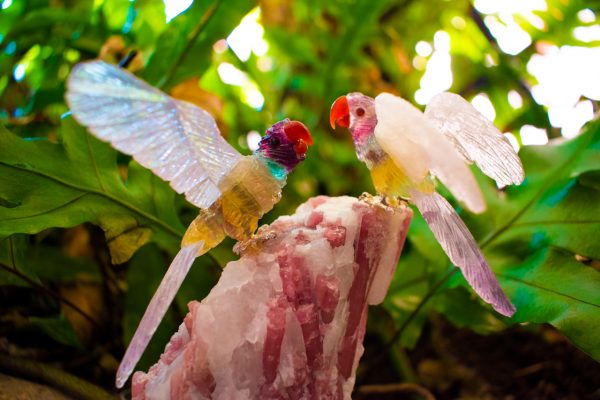 Parrots